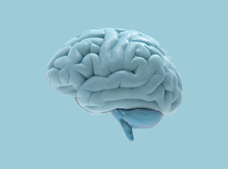brain