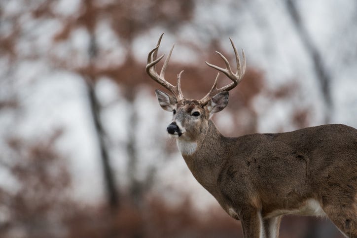 buck in snow