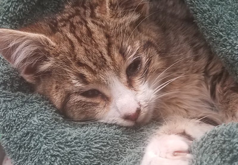 Buddy the Cat