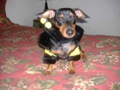 BumbleBarks