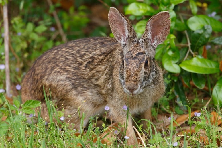 Texas Bunny in Wildflowers