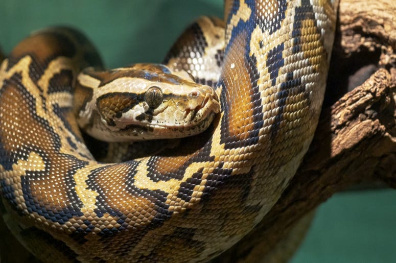 Burmese_Python