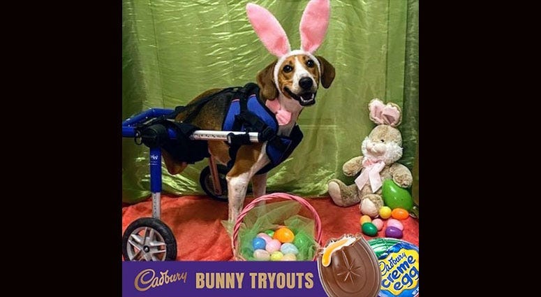This year's Cadbury bunny is Lt Dan