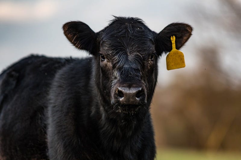 calf