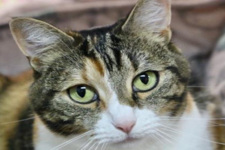 Callie @ Austin Humane Society October 2020