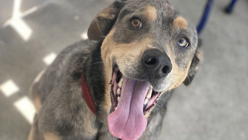 Calliope the dog