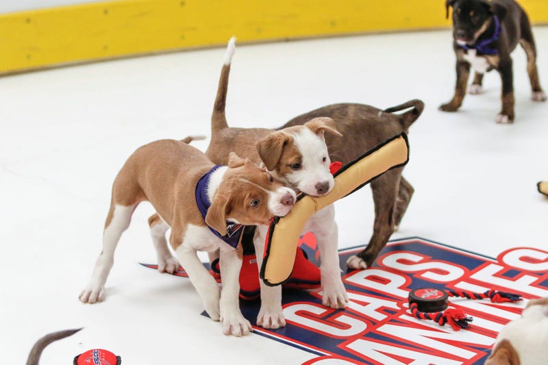 Caps Puppy Playoffs