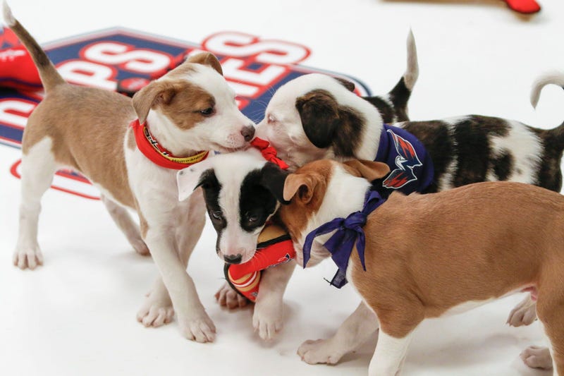 Caps Puppy Playoffs