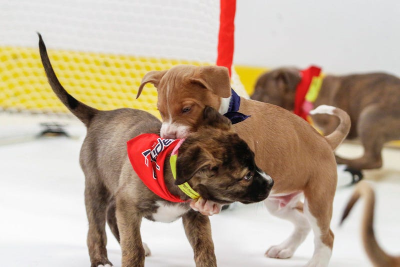 Caps Puppy Playoffs