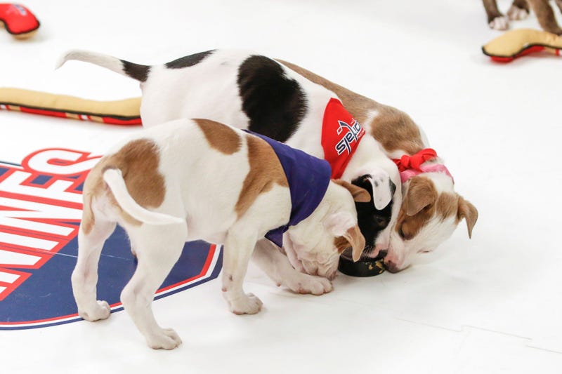 Caps Puppy Playoffs