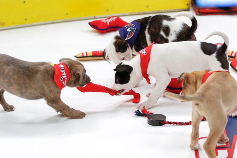 Caps Puppy Playoffs