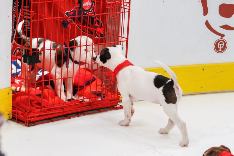 Caps Puppy Playoffs
