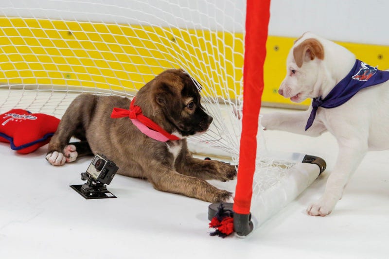 Caps Puppy Playoffs