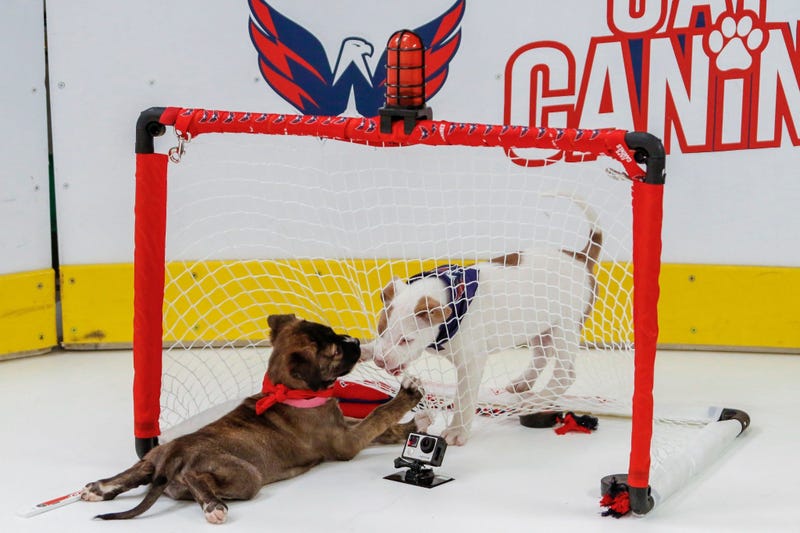 Caps Puppy Playoffs