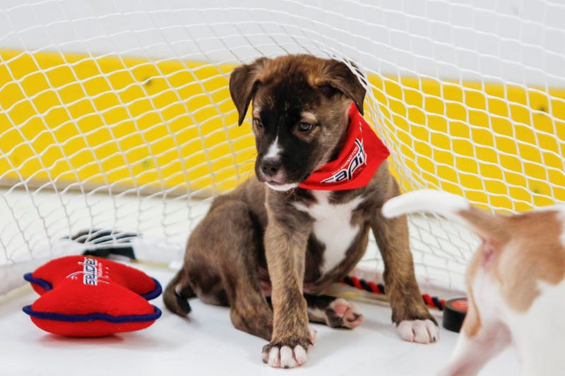 Caps Puppy Playoffs