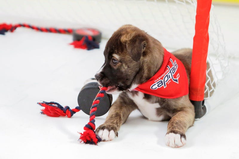 Caps Puppy Playoffs
