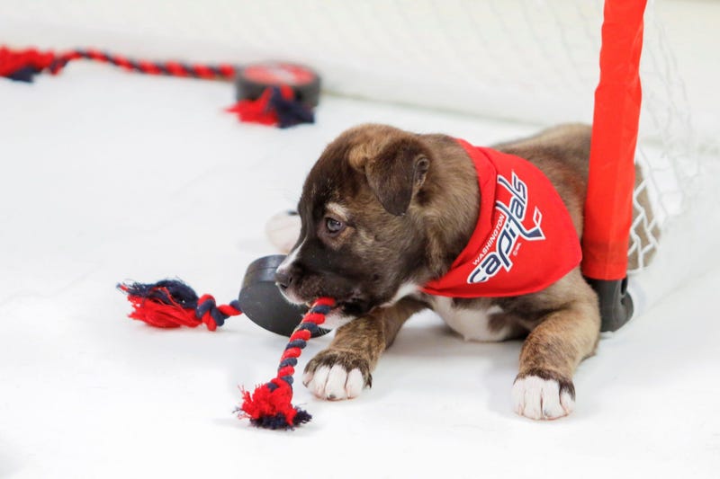 Caps Puppy Playoffs