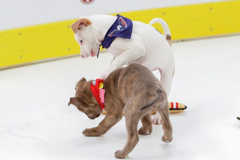 Caps Puppy Playoffs