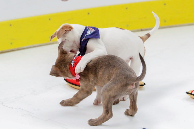 Caps Puppy Playoffs