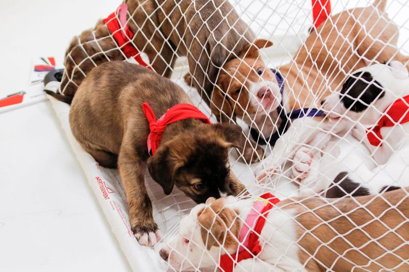 Caps Puppy Playoffs