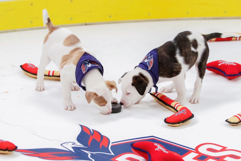 Caps Puppy Playoffs