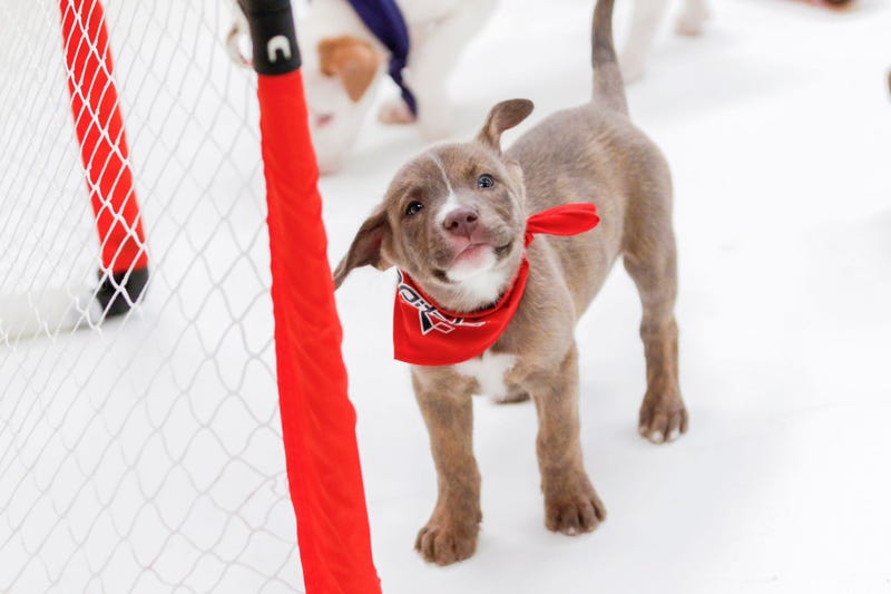 Caps Puppy Playoffs