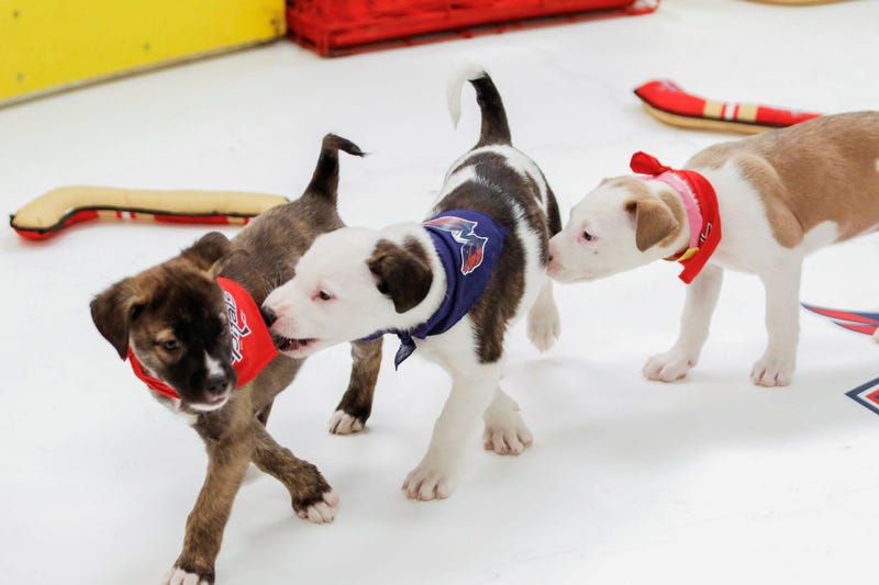 Caps Puppy Playoffs
