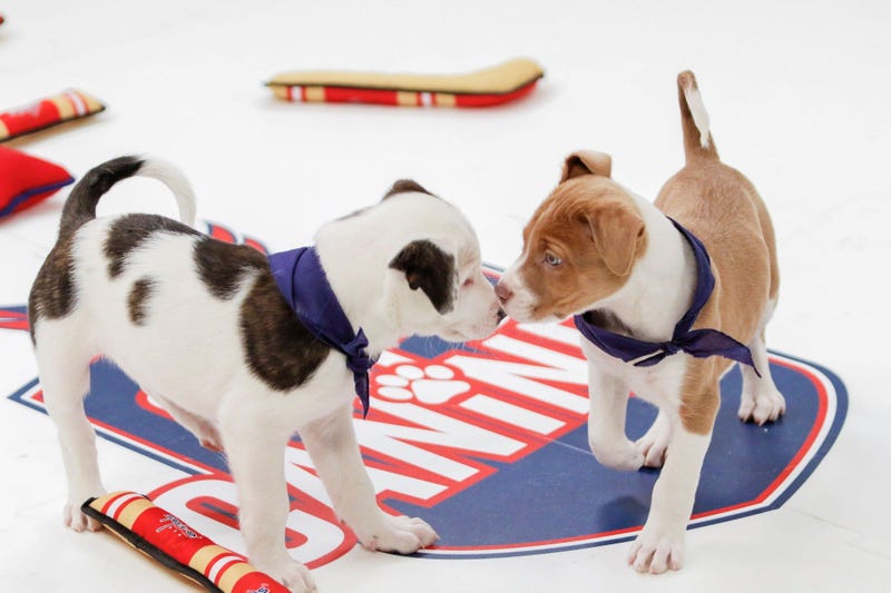 Caps Puppy Playoffs