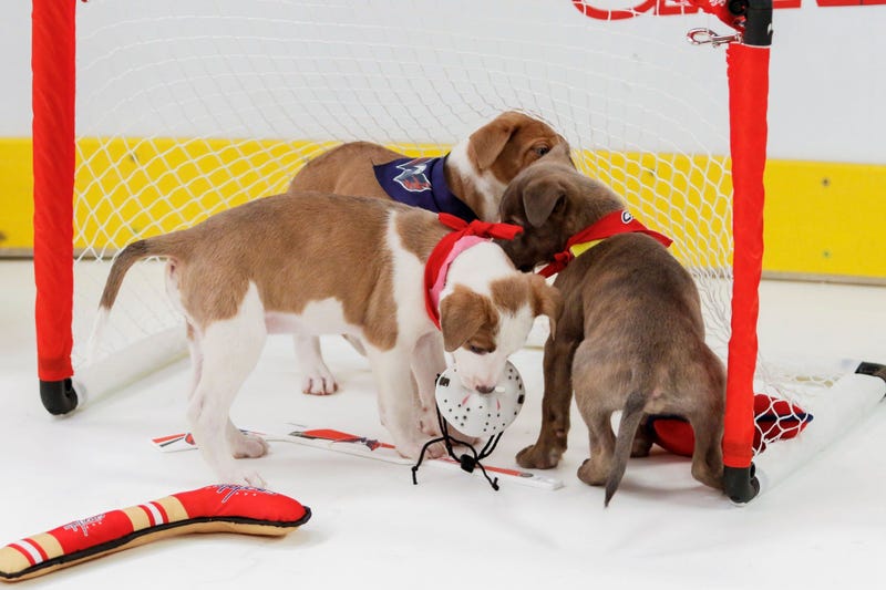 Caps Puppy Playoffs