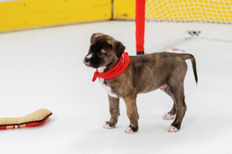 Caps Puppy Playoffs