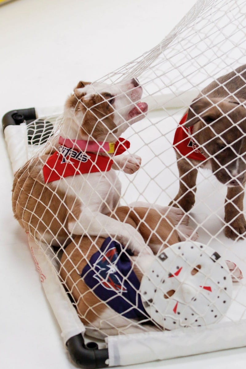 Caps Puppy Playoffs