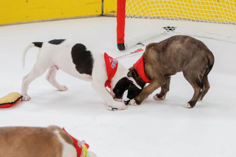 Caps Puppy Playoffs