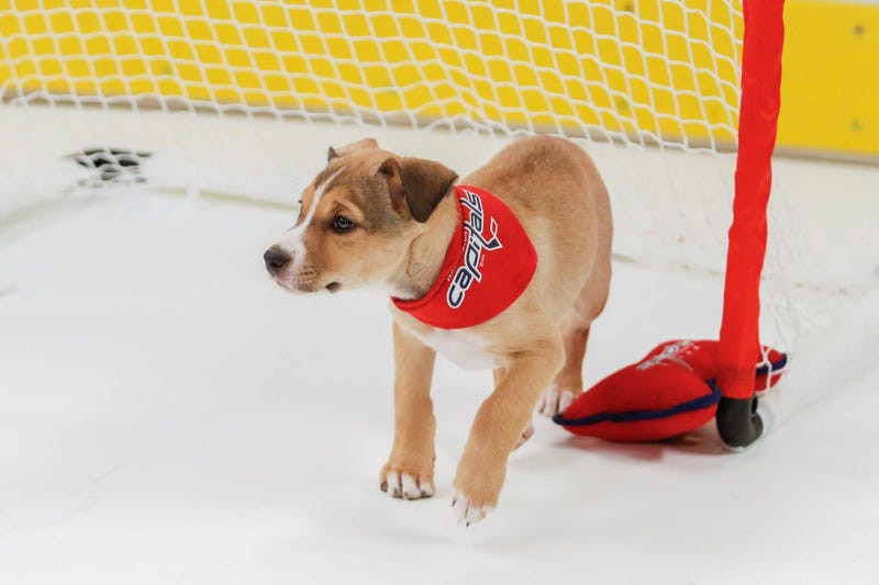 Caps Puppy Playoffs