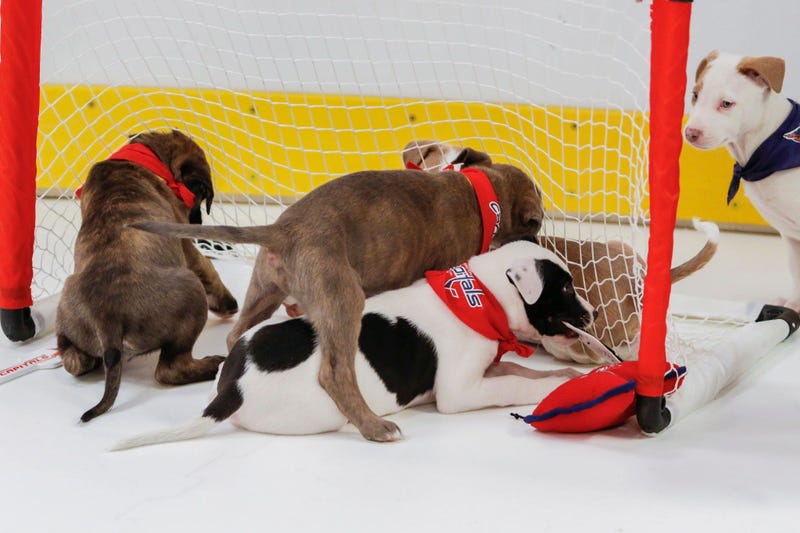 Caps Puppy Playoffs