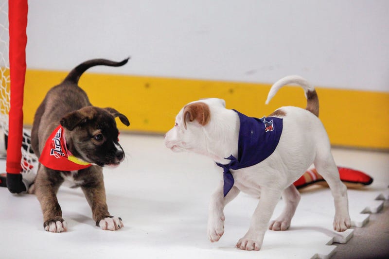 Caps Puppy Playoffs