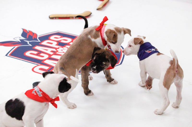 Caps Puppy Playoffs