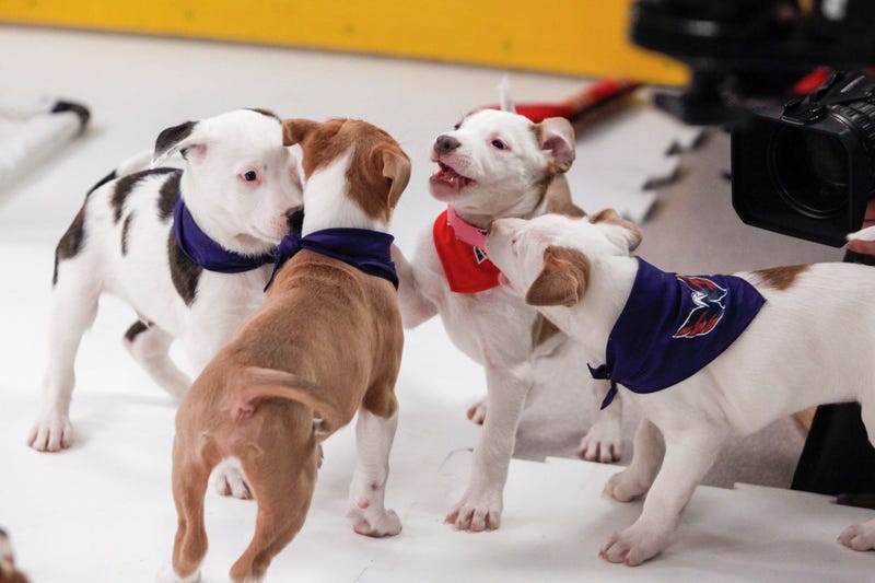 Caps Puppy Playoffs