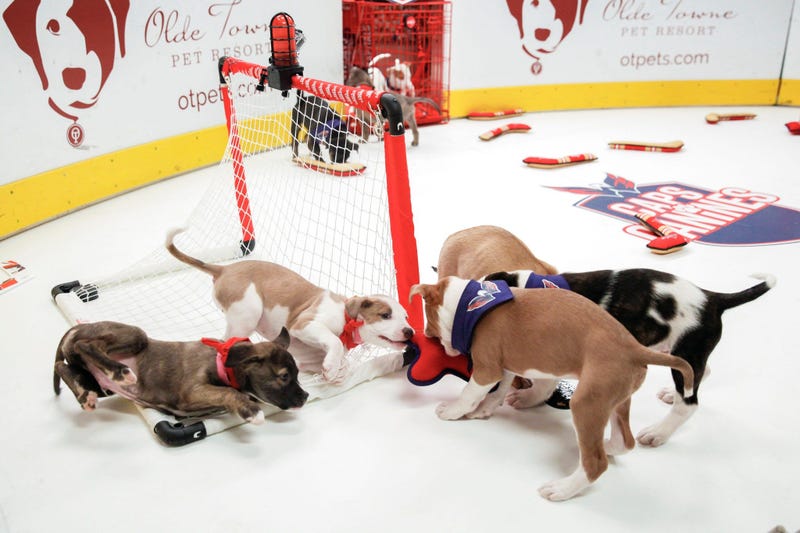 Caps Puppy Playoffs