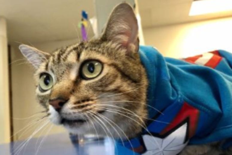 Captain America Austin Humane Society May 2020