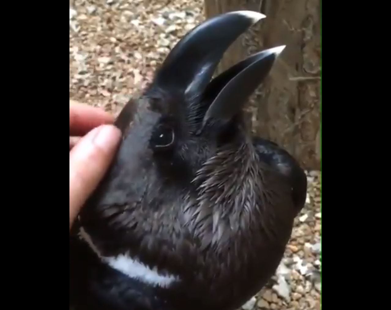 Bird or bunny? Here's the latest viral optical illusion