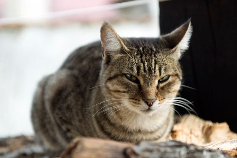 cat