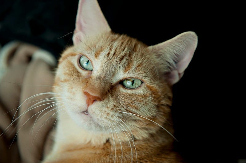 cat