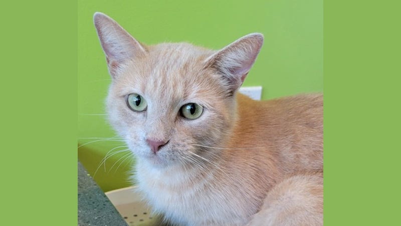 beige cat with green eyes