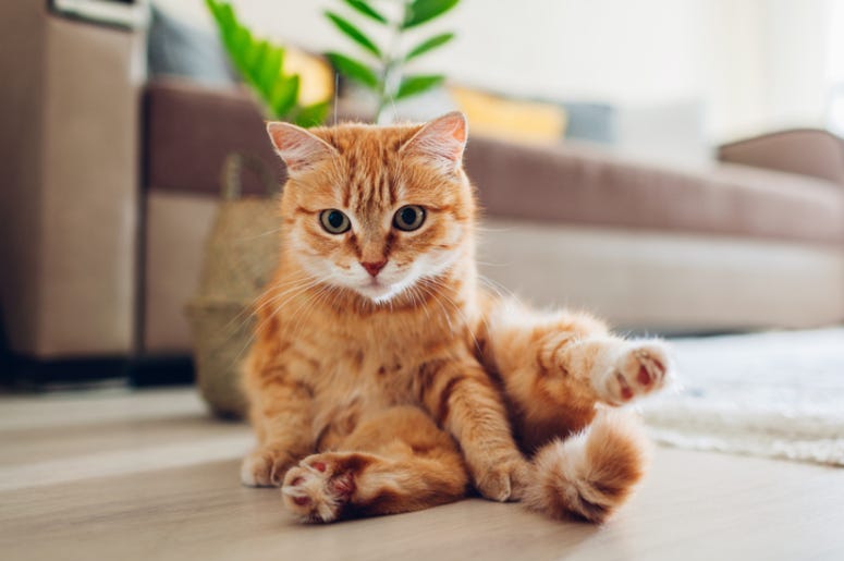 Cat
