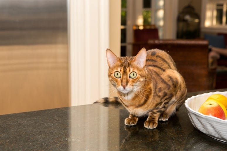 Cat_Kitchen_Counter