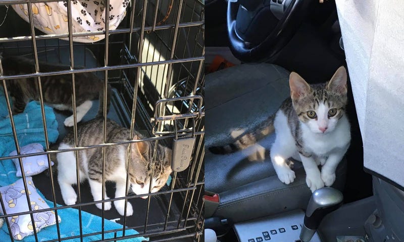Kittens Rescued From Hot car