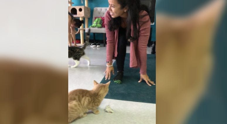People and cats taking part in a "cat yoga" class in Delaware County