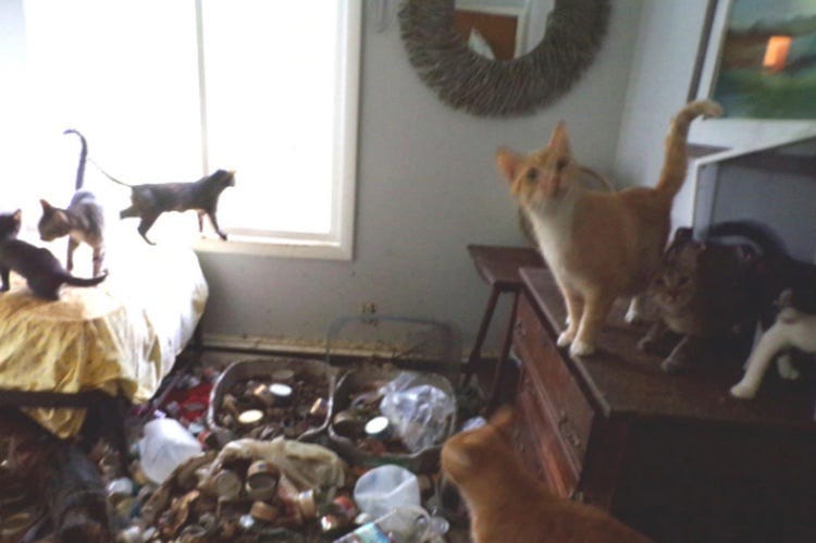 200 cats were rescued from a woman's house