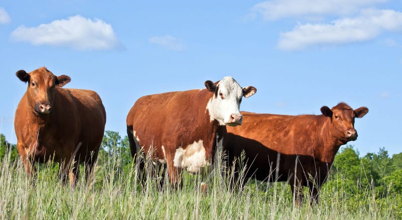 Cattle, two red angus and a hereford, stand in a grassy field.