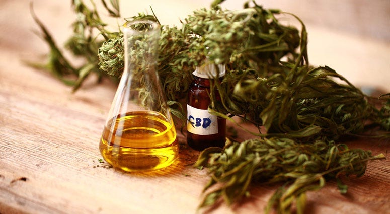 CBD oil and cannabis plant